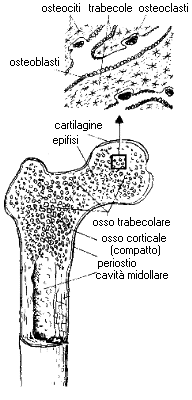 Composizione dell'osso